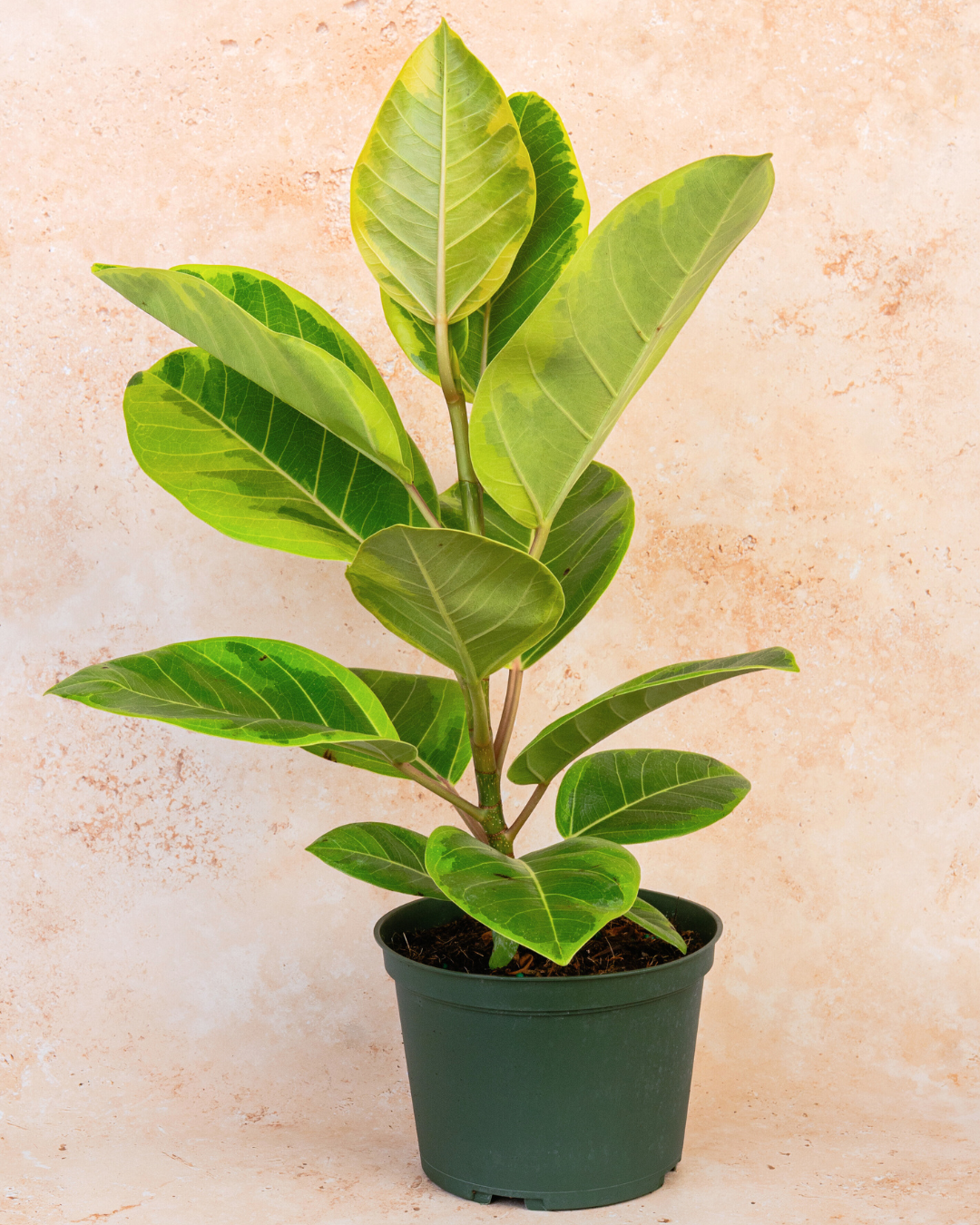ficus elastica altissima Ficus Altissima – Eden