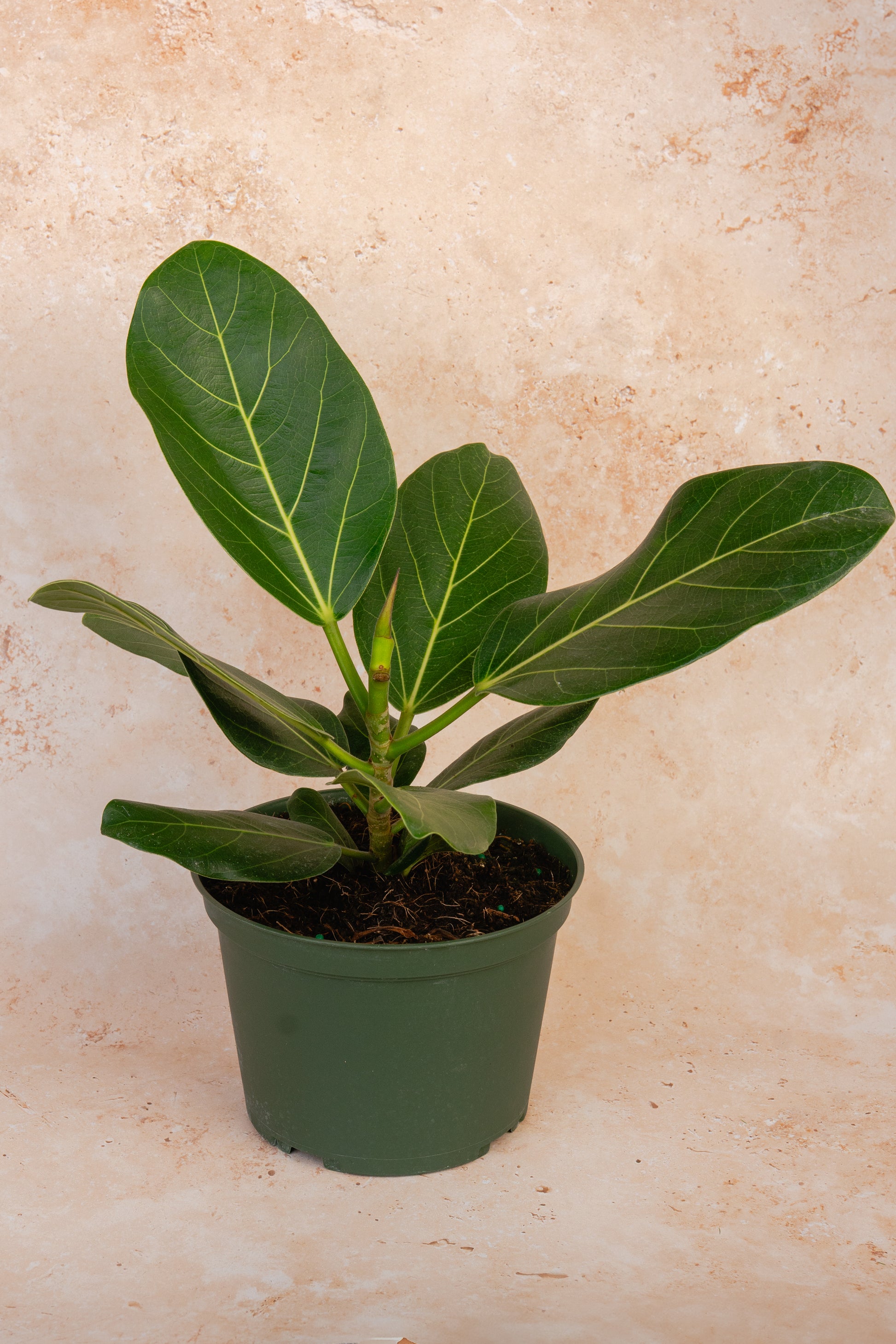 Ficus Audrey