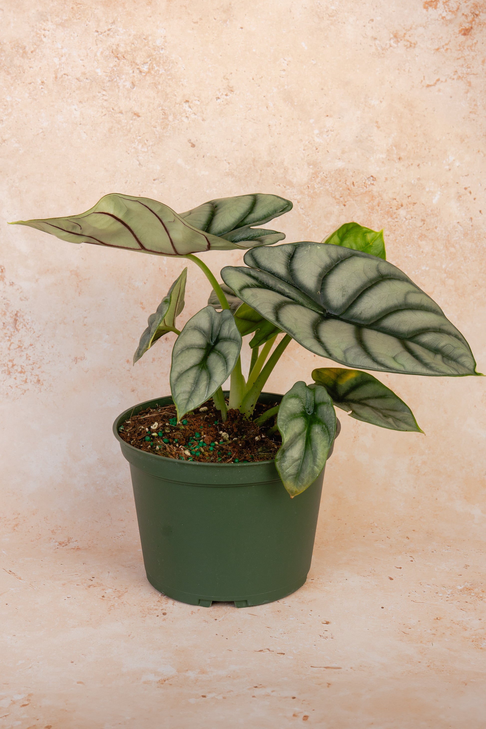 Alocasia ‘Silver Dragon’