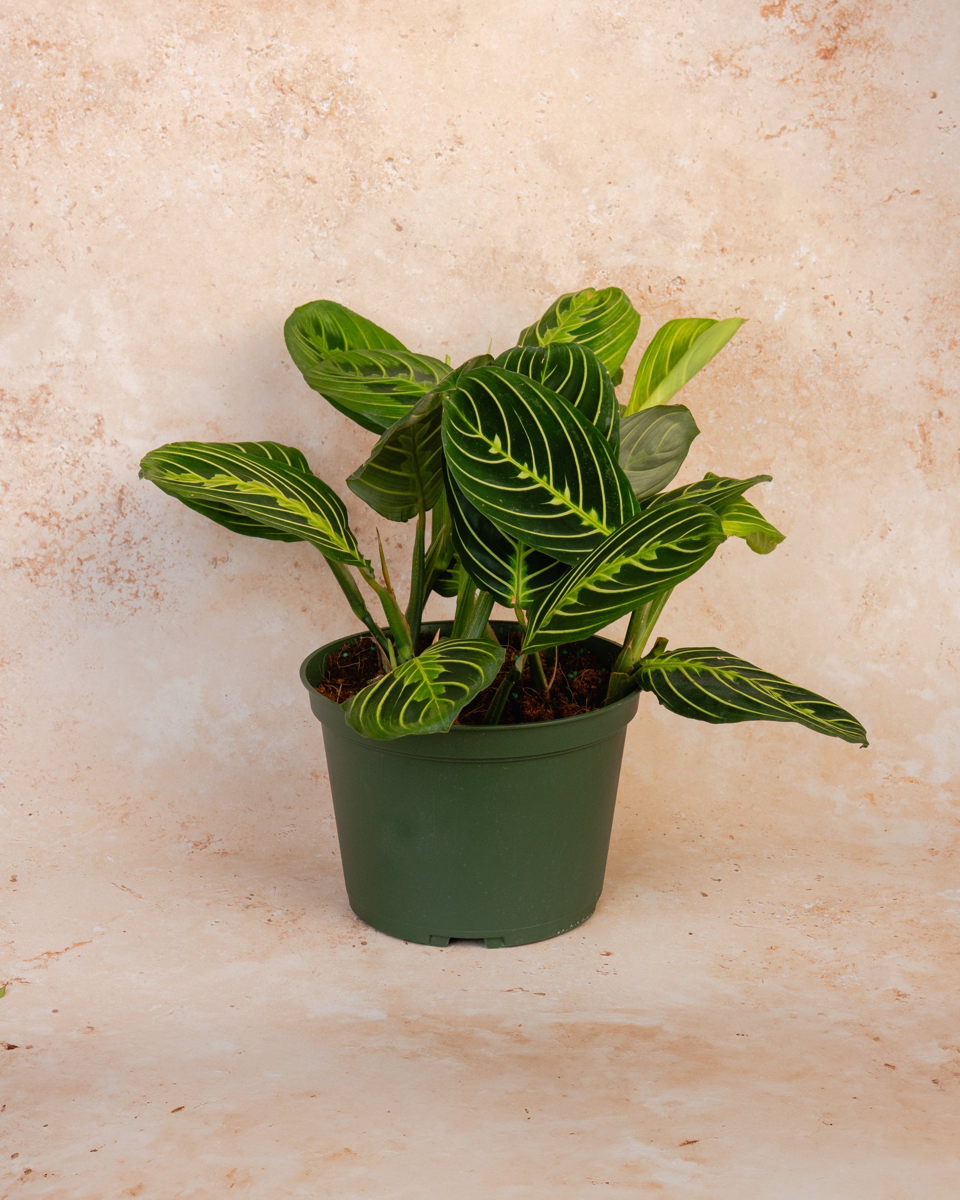 Prayer Plant