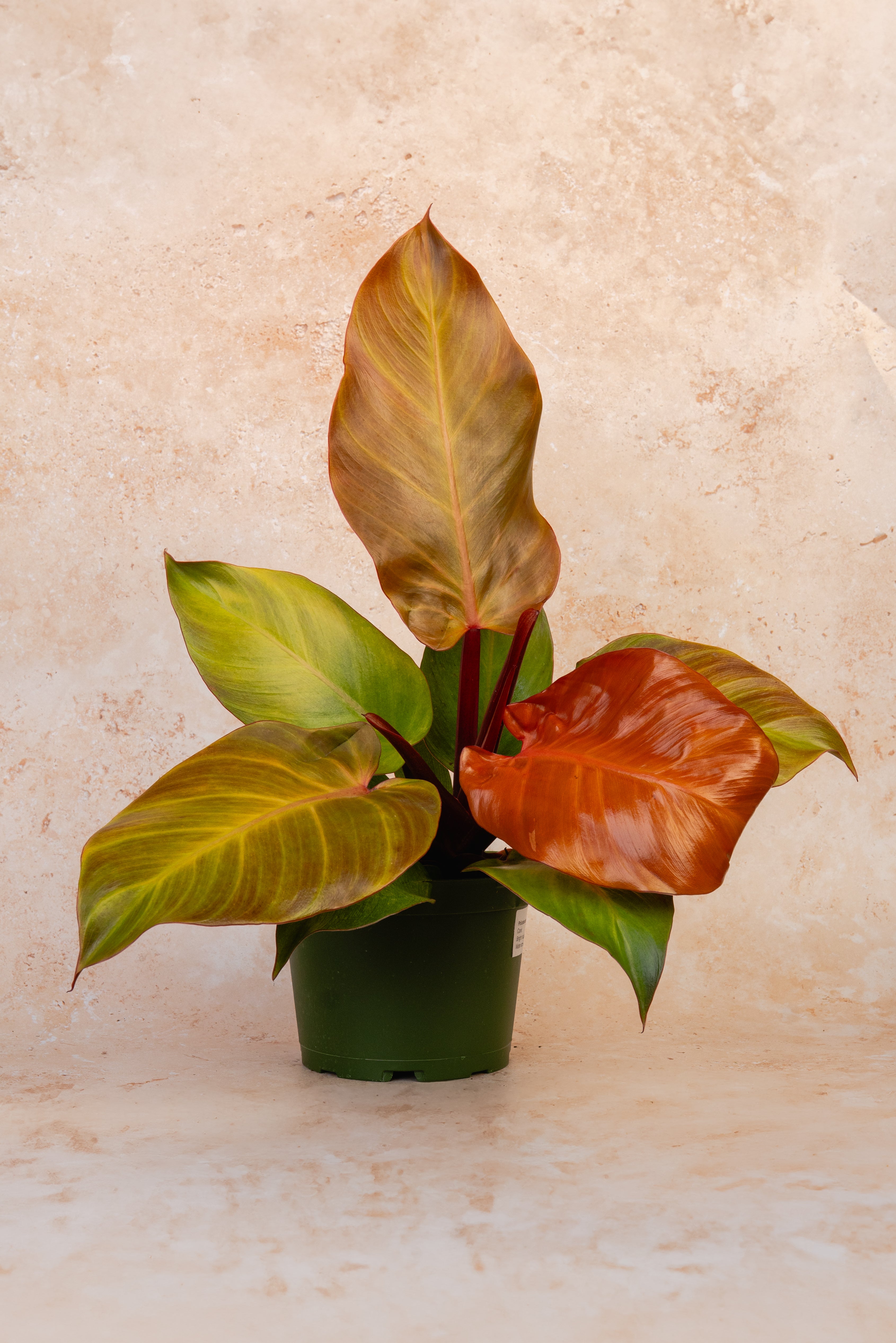 philodendron mccolley's red Mccolley's Finale – Eden