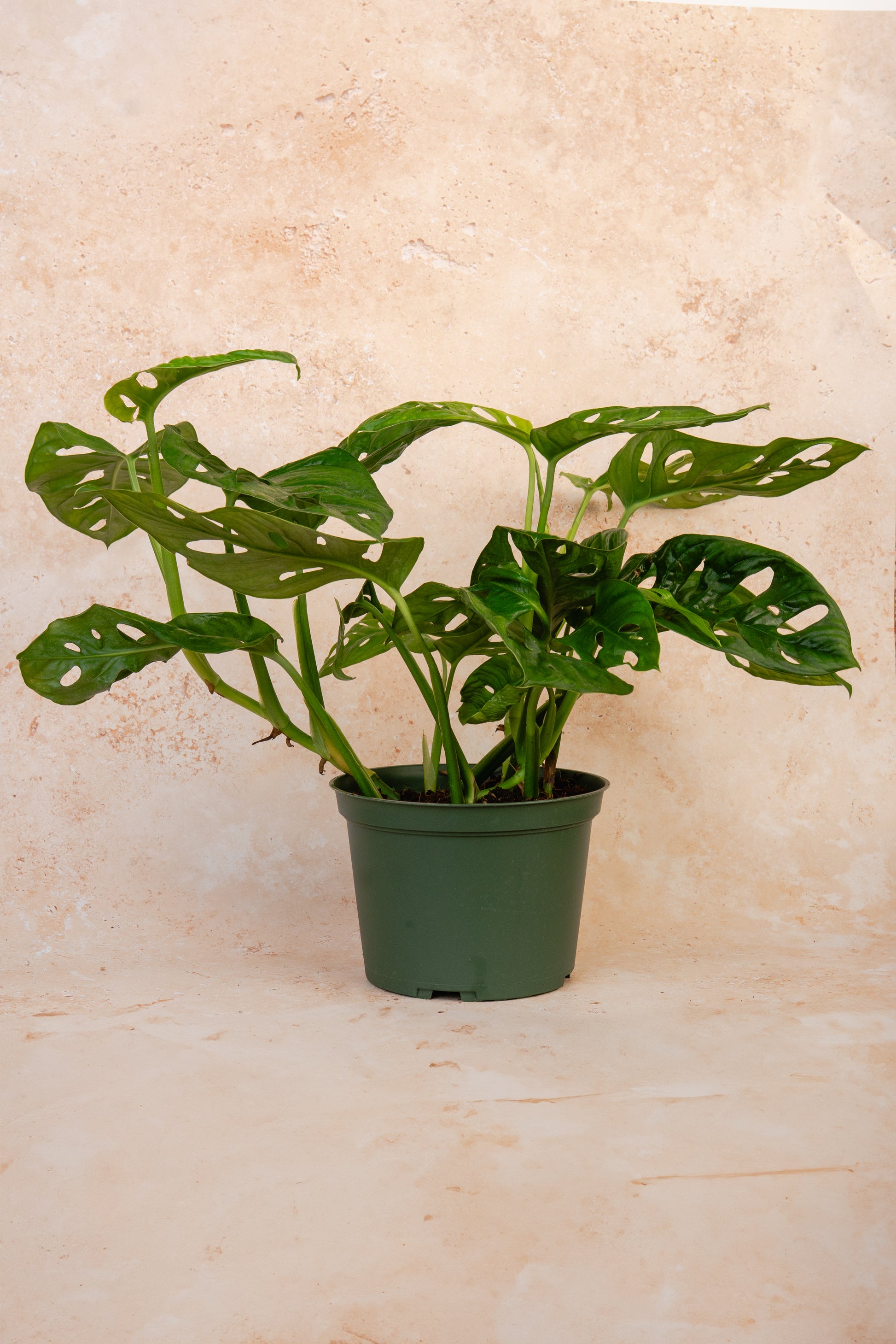 Swiss Cheese Plant