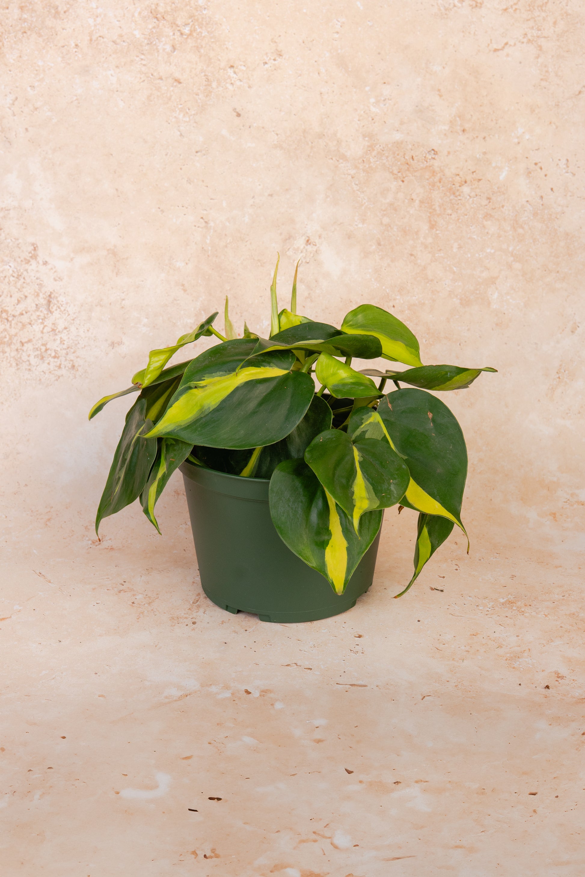 Philodendron 'Brasil'