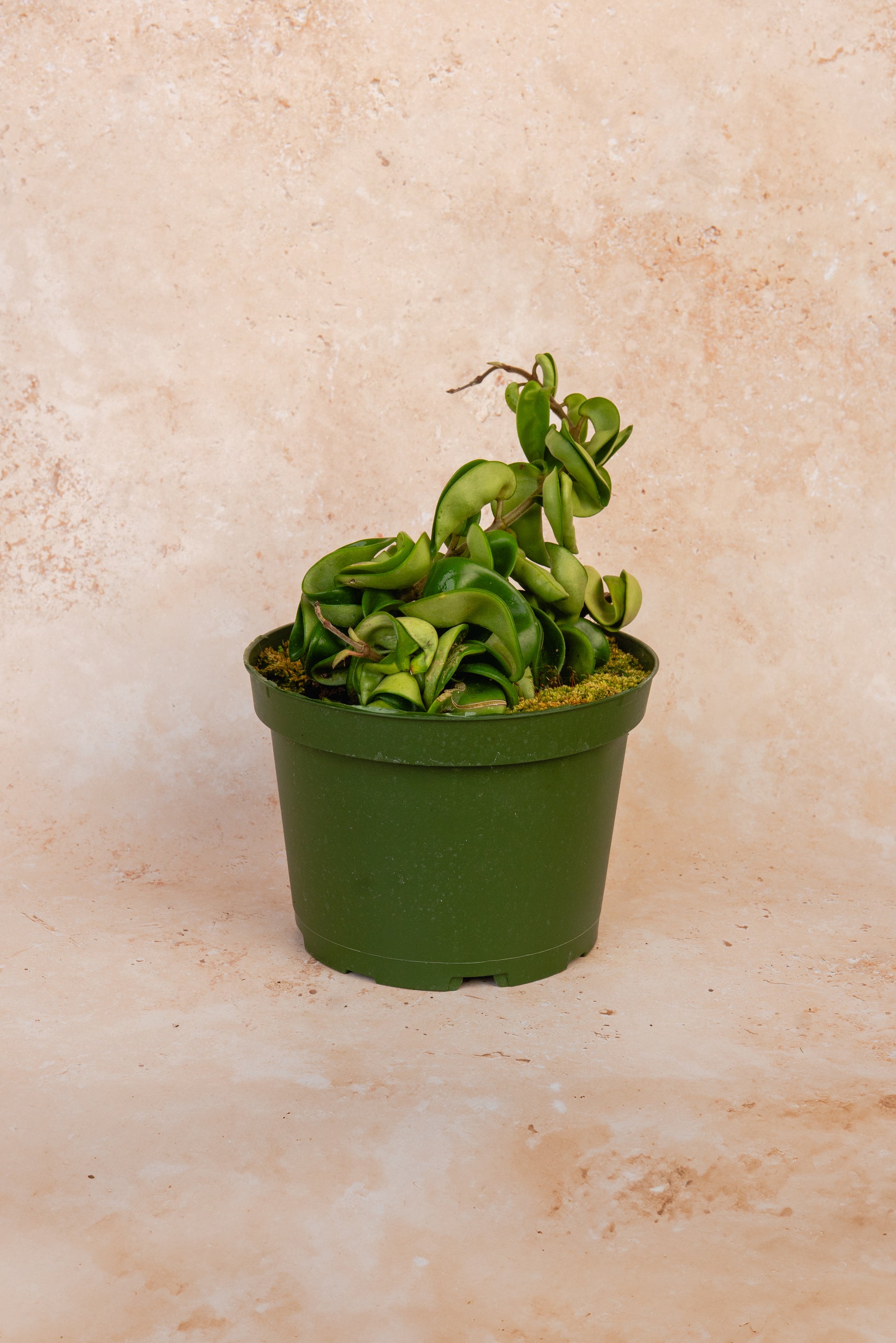 Compact Hoya