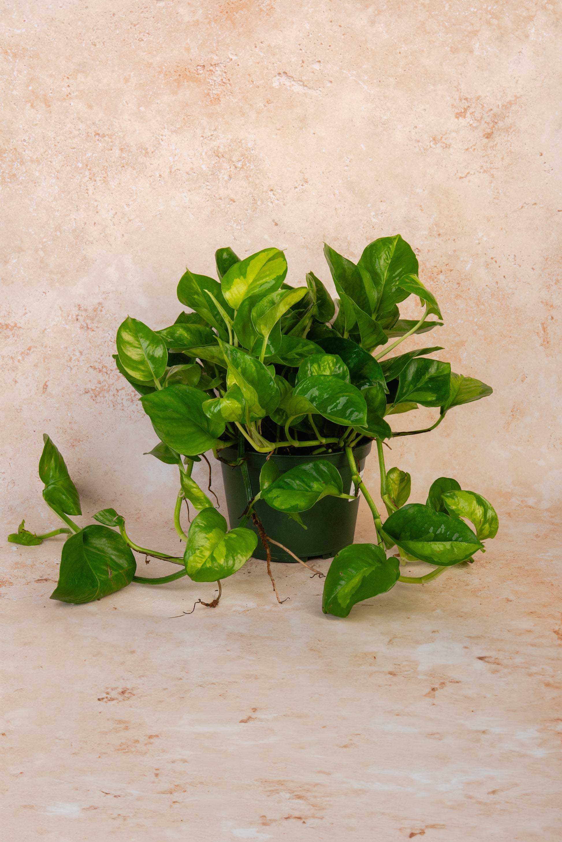 Pothos 'Global Green'