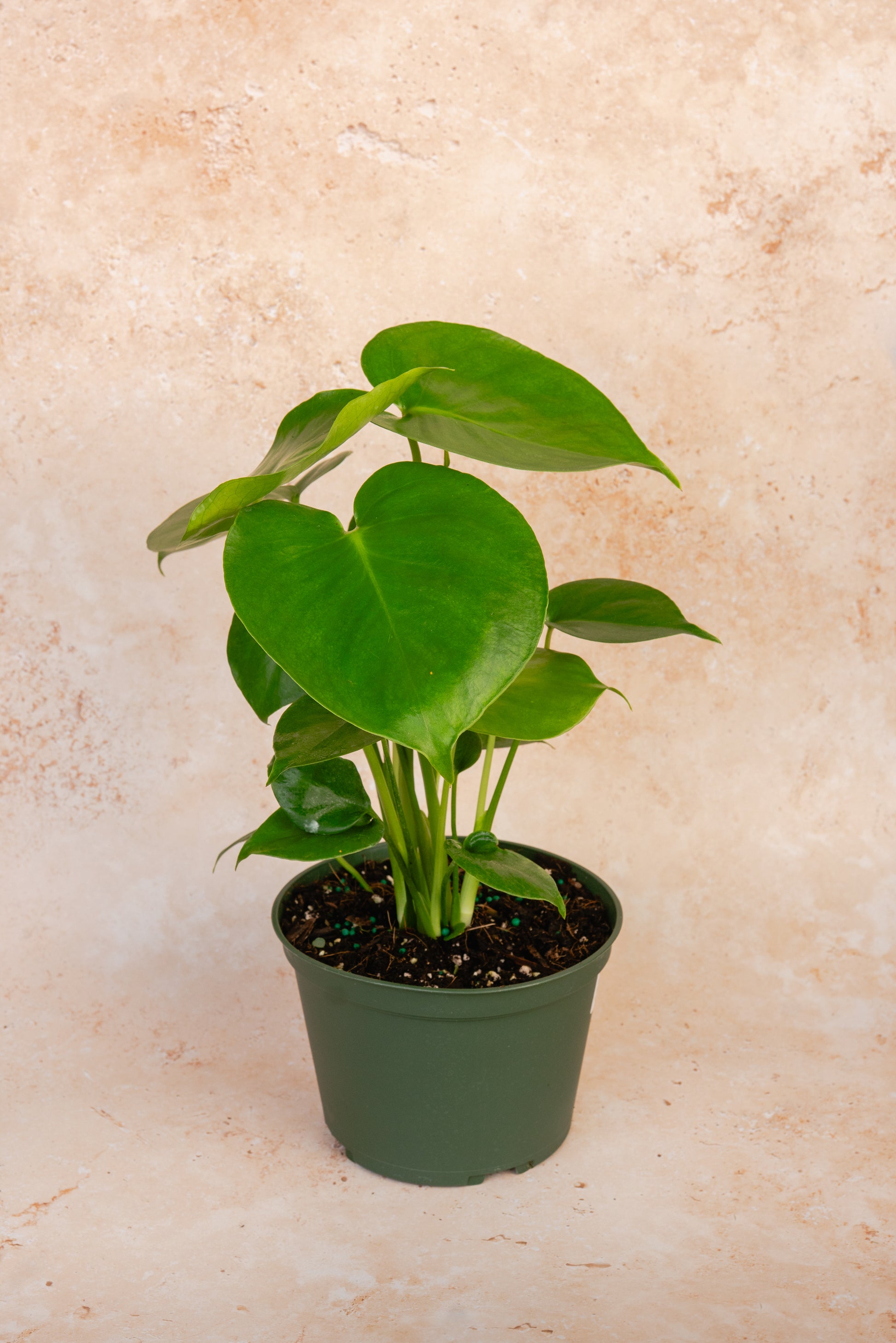 Monstera Deliciosa