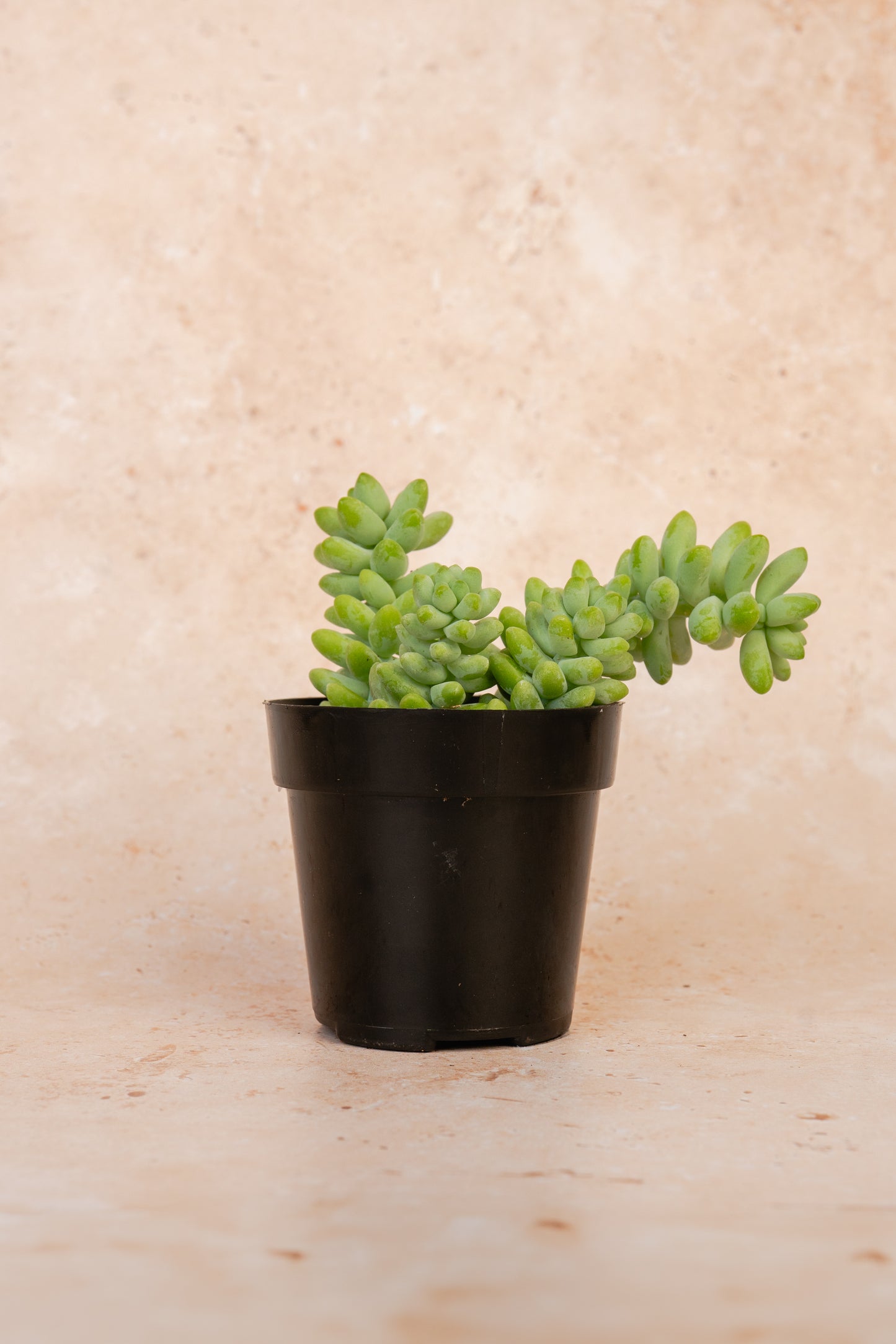 Sedum Morganianum Succulent