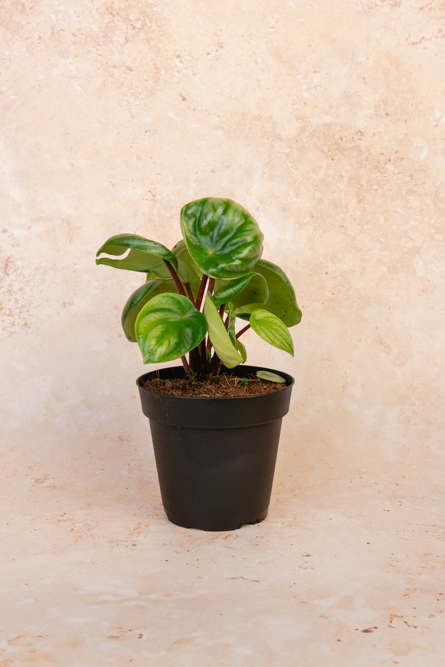 Watermelon Peperomia