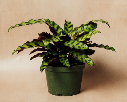 Rattlesnake Calathea
