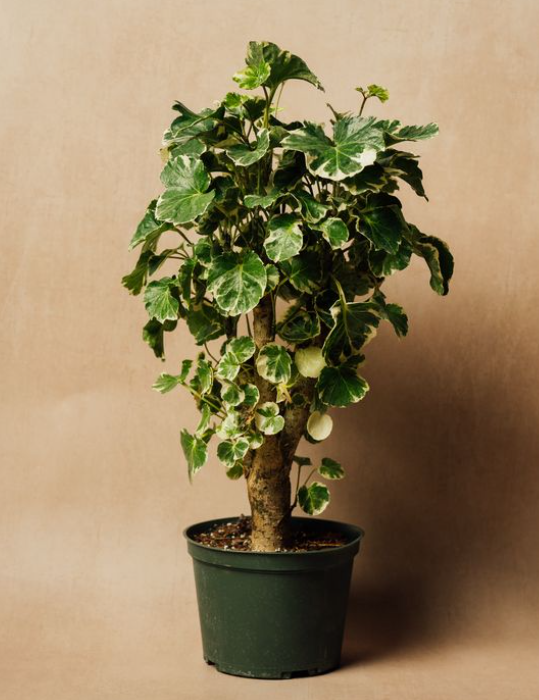 eden indoor plants Fabian Stump – Eden