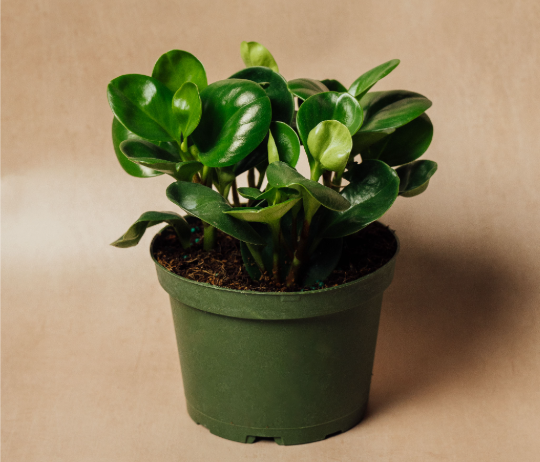 Peperomia Green