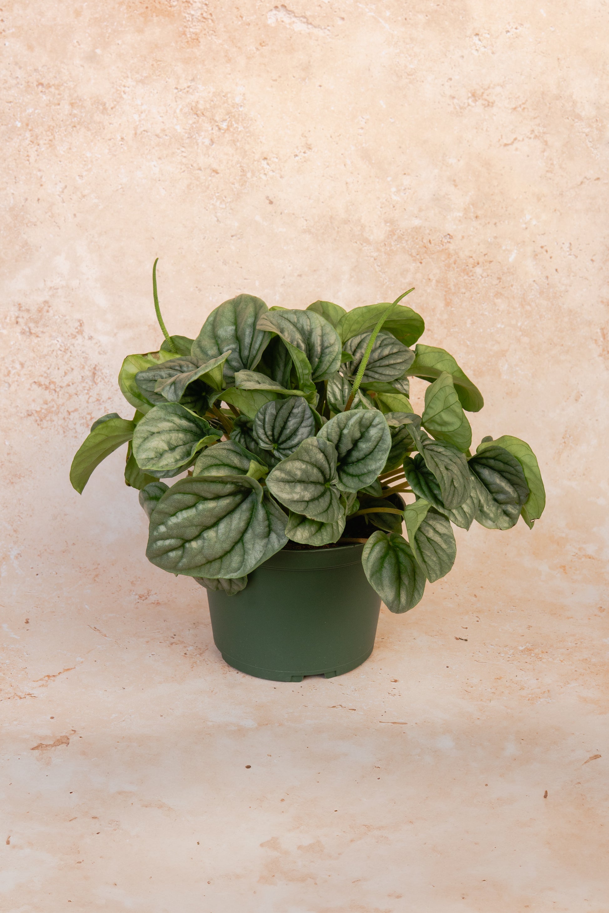 Peperomia Frost
