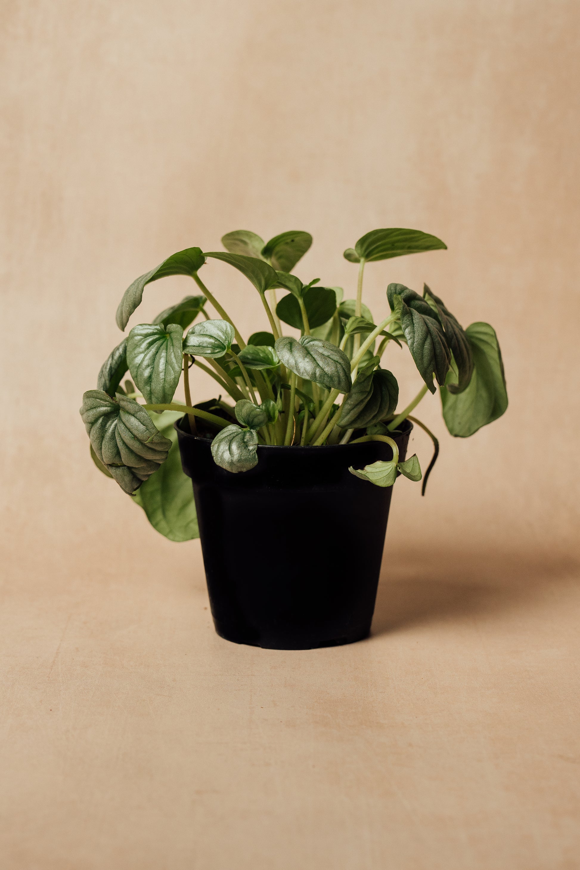 Peperomia Frost