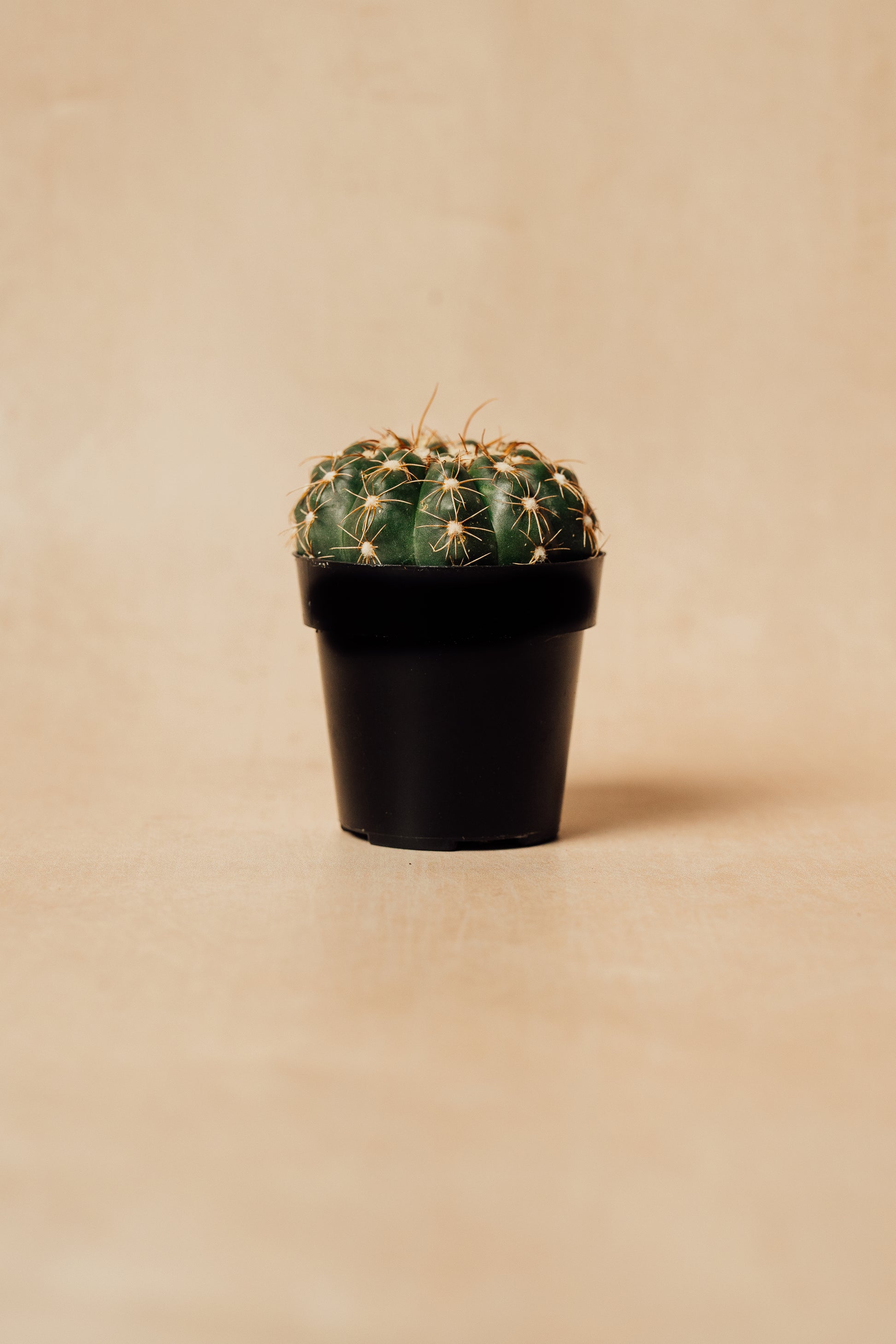 Parodia Werneri Cactus