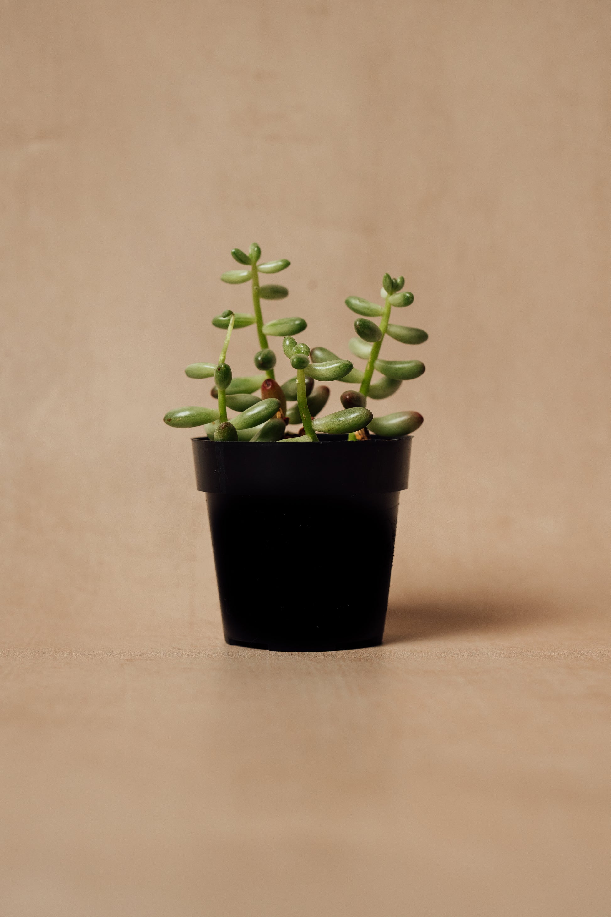 Sedum Rubrotinctum Succulent