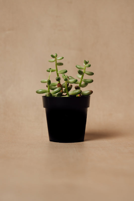 Sedum Rubrotinctum Succulent
