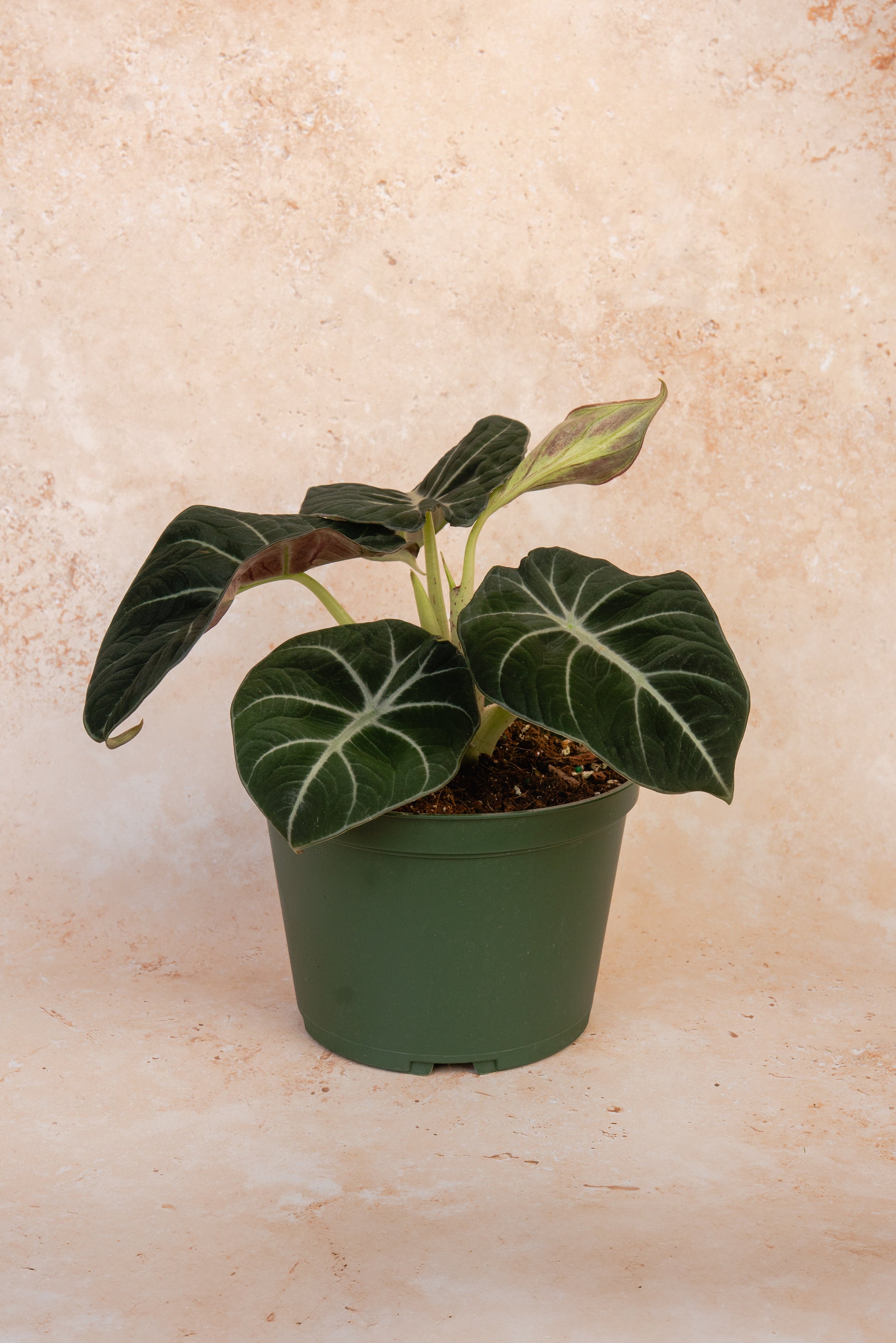 Alocasia Black Velvet