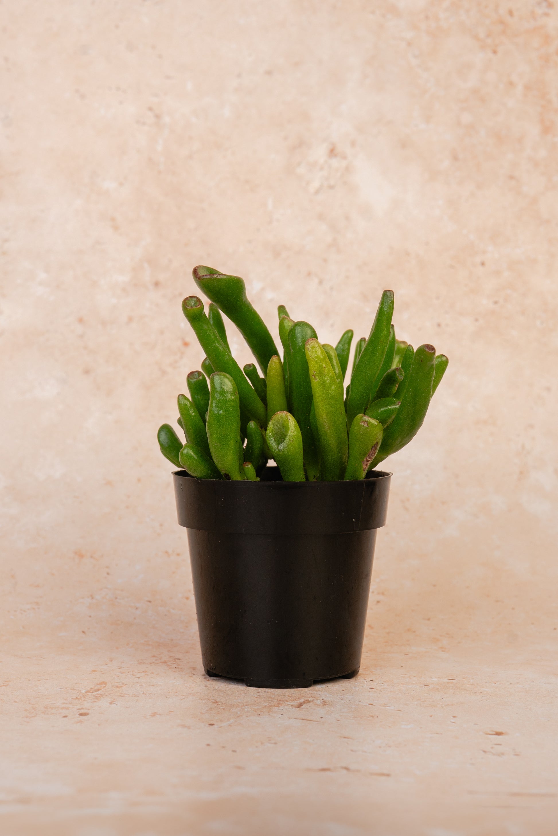 Crassula ovata ‘Gollum Jade’ Succulent