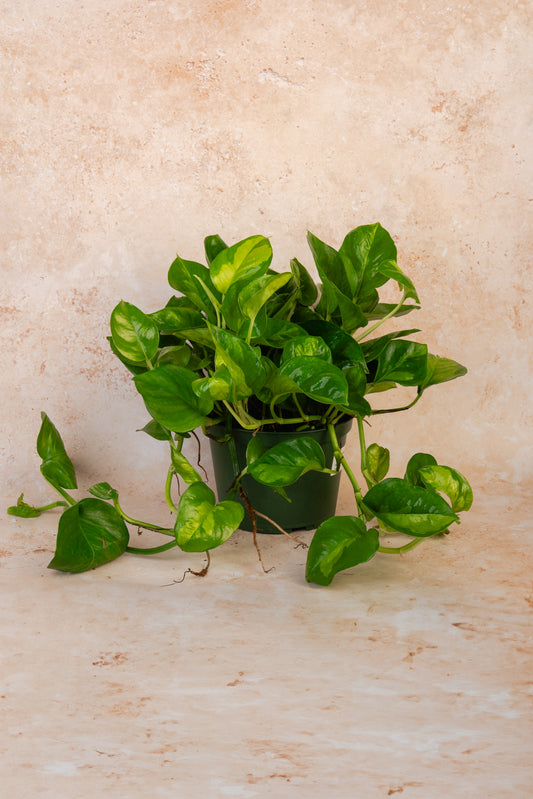 Pothos 'Global Green'