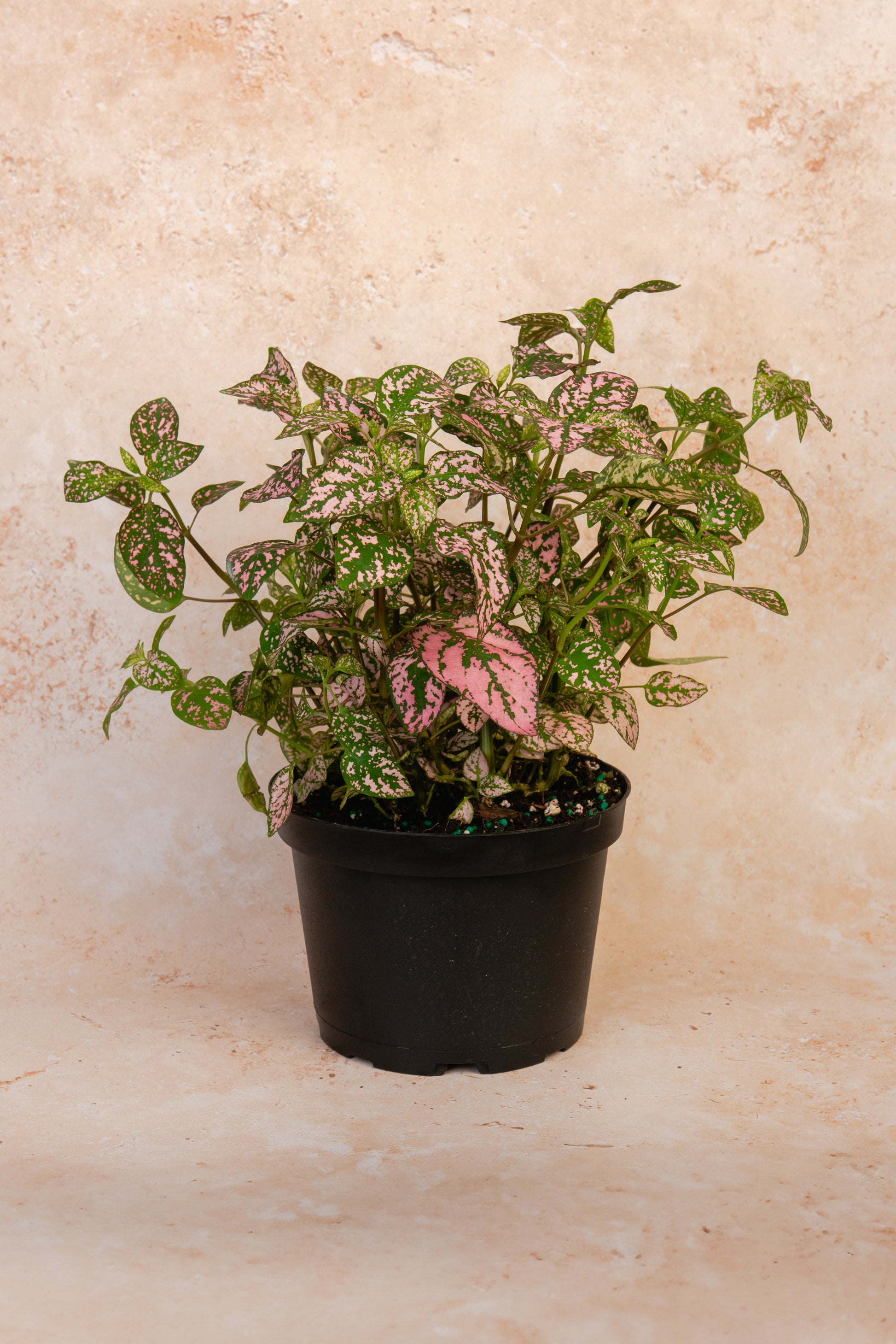Hypoestes Phyllostachya