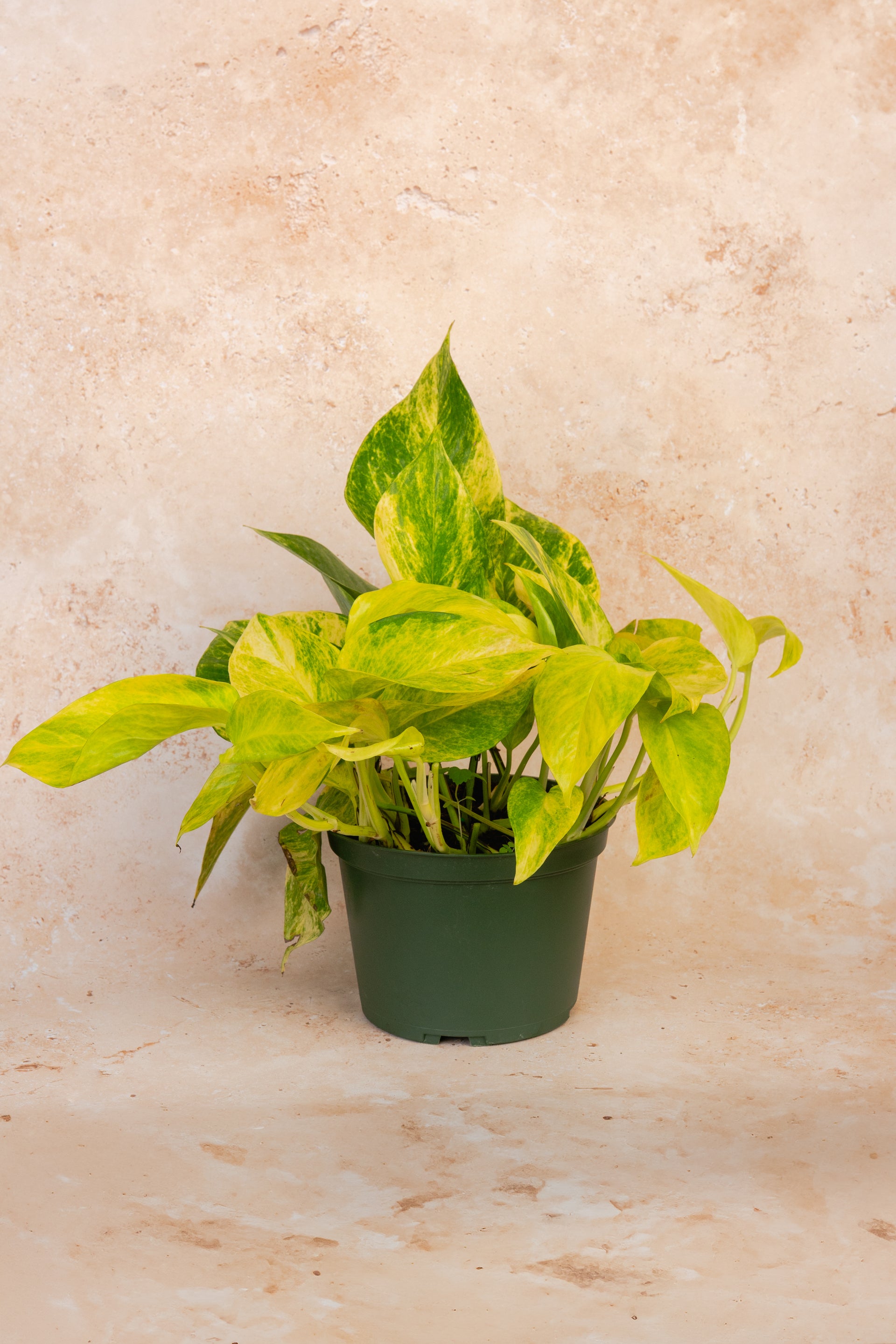 sun queen pothos Neon Queen Pothos – Eden