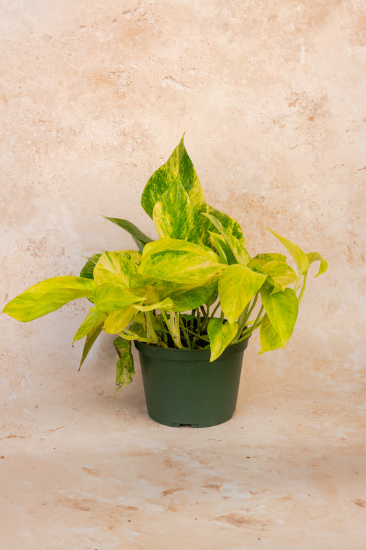 Neon Queen Pothos