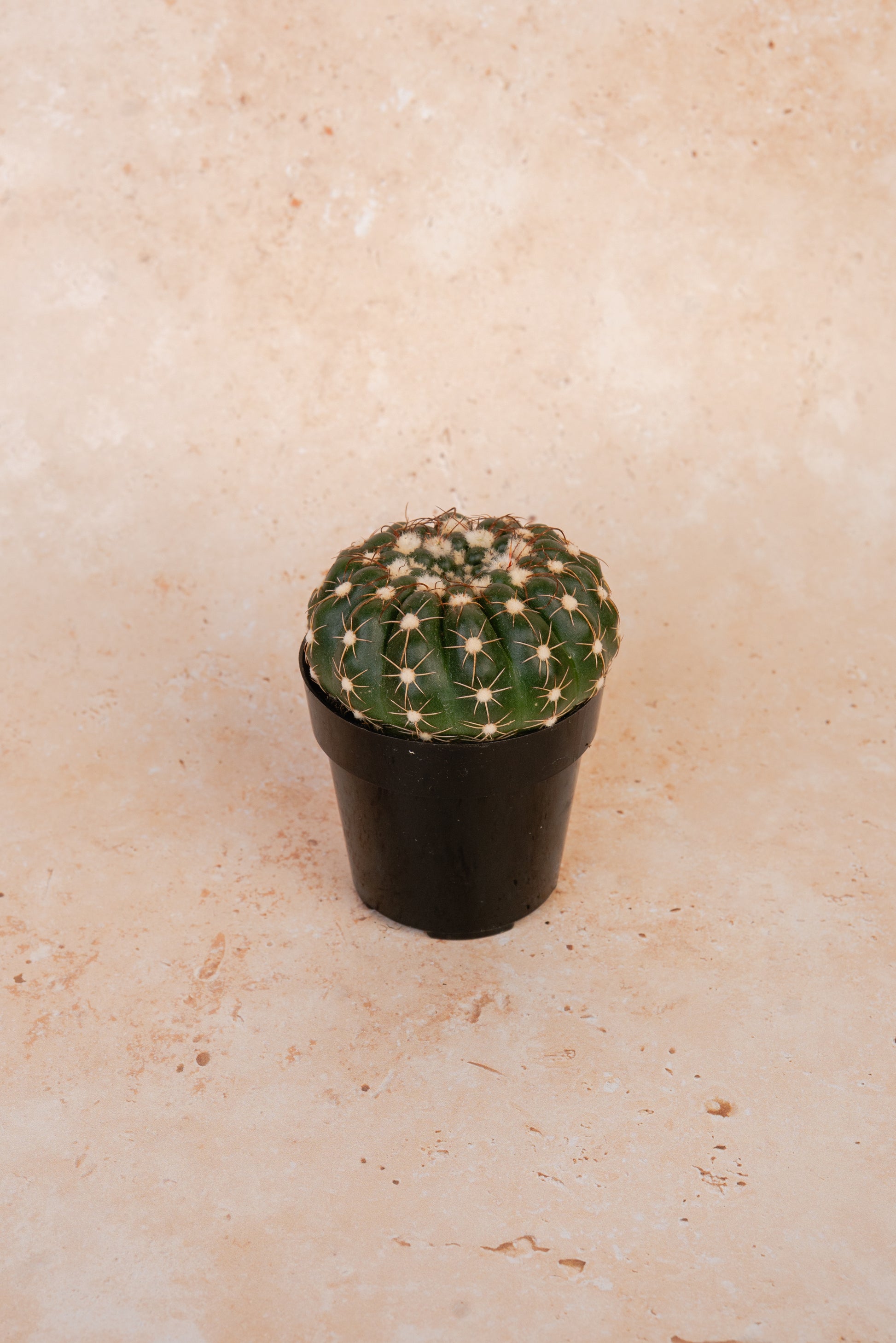 Parodia Werneri Cactus