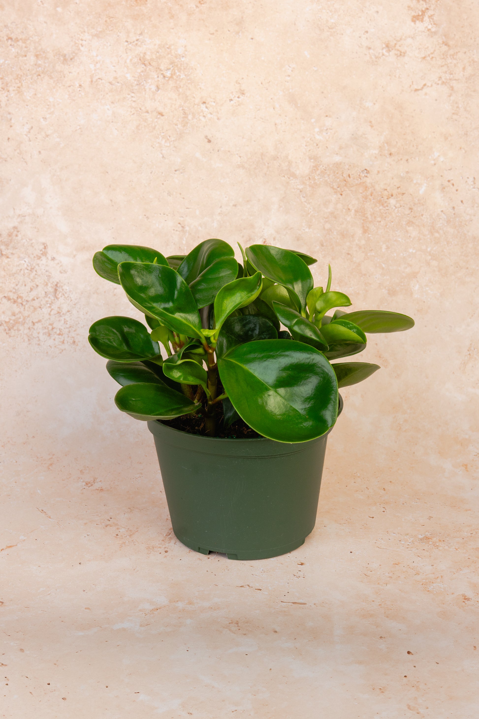 Peperomia Green