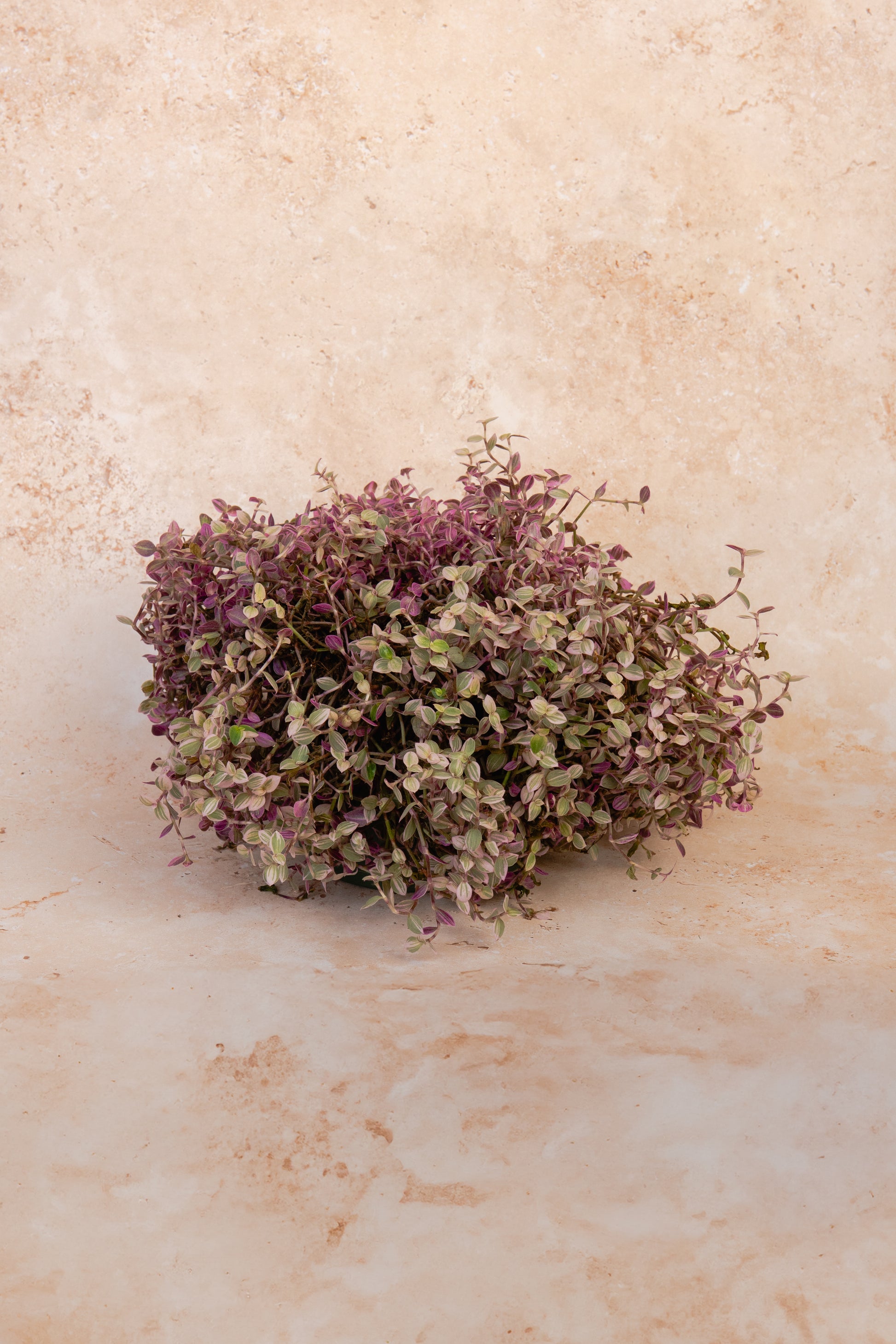 Pink Lady Plant