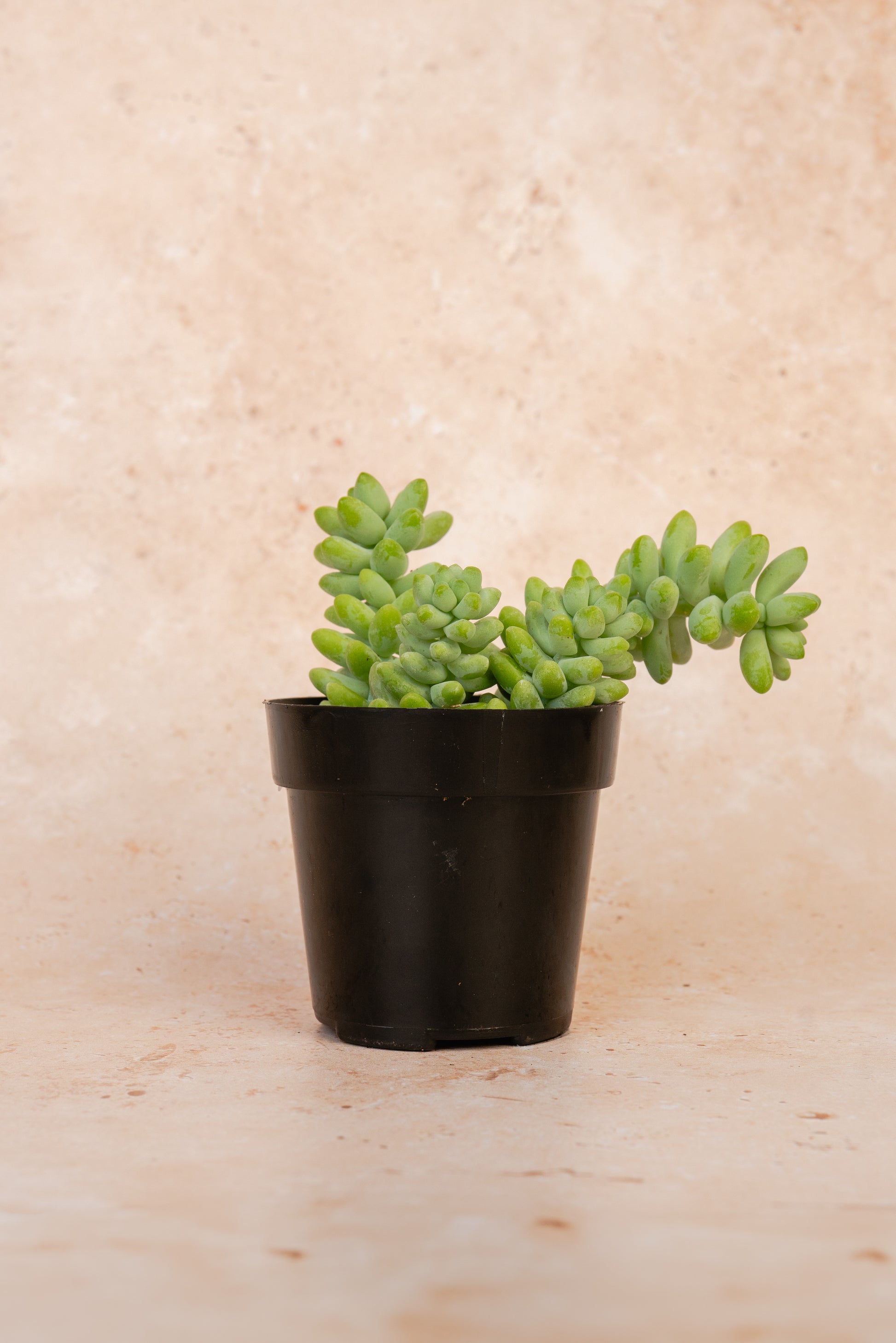 Sedum Morganianum Succulent