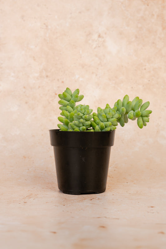 Sedum Morganianum Succulent