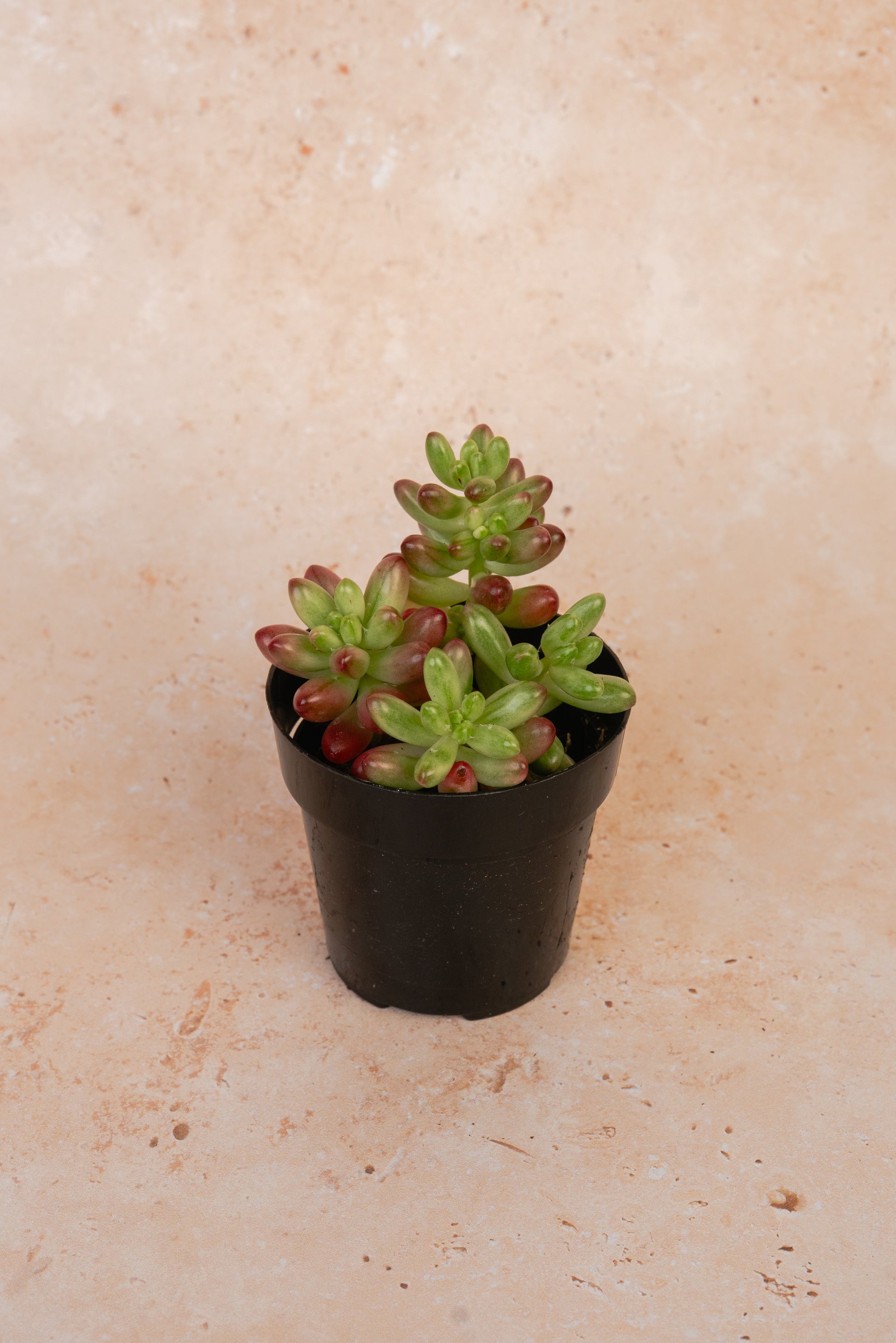 Sedum Rubrotinctum Succulent
