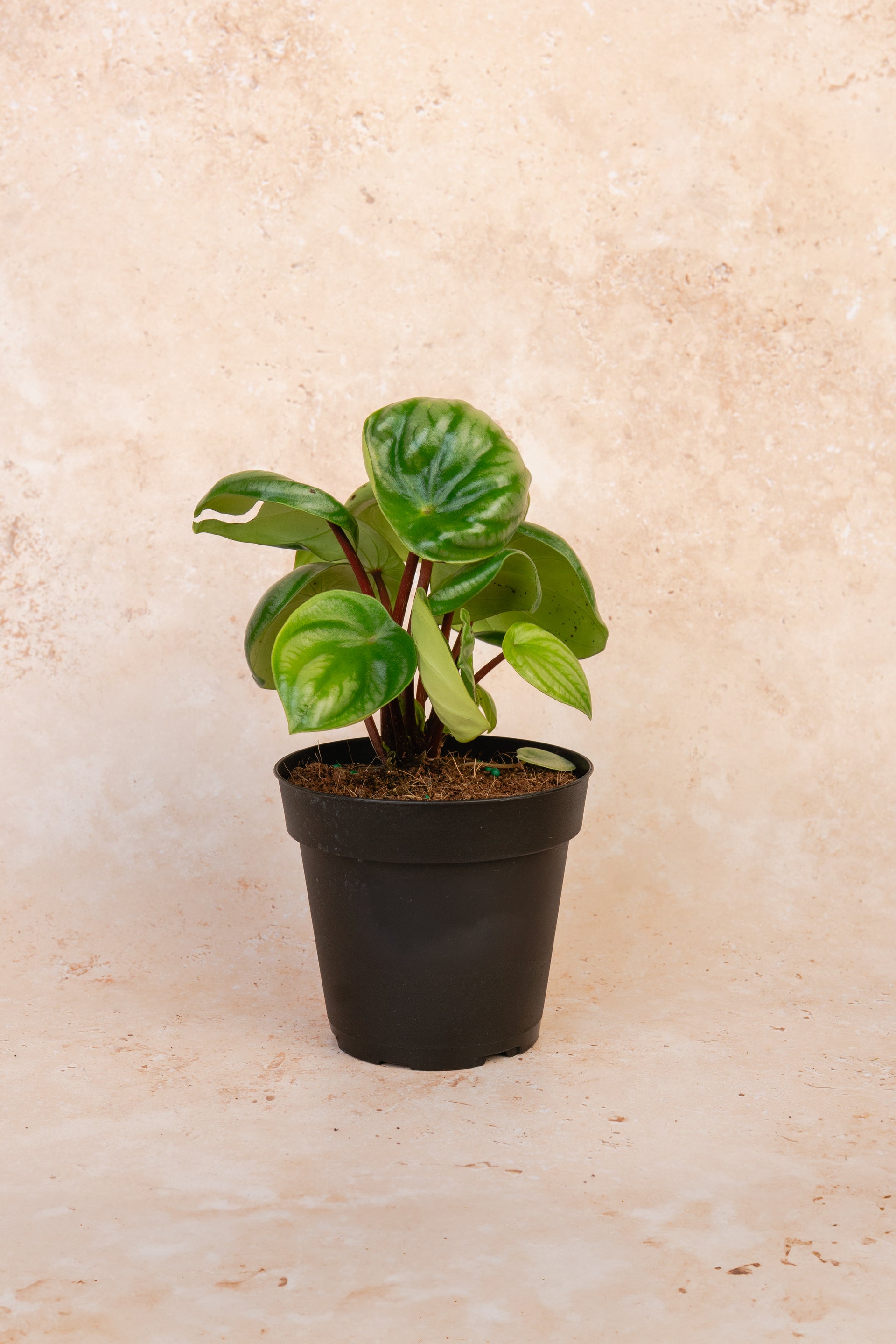 Watermelon Peperomia – Eden