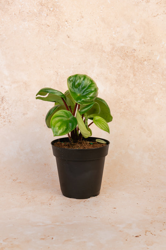 Watermelon Peperomia