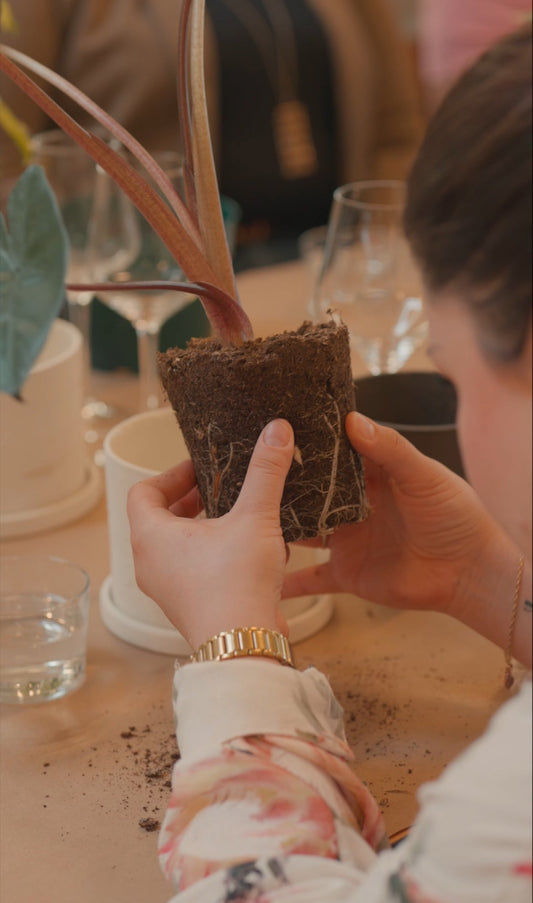 Sip & Plant at Eden Plant Co