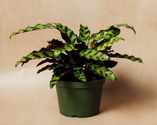 Rattlesnake Calathea