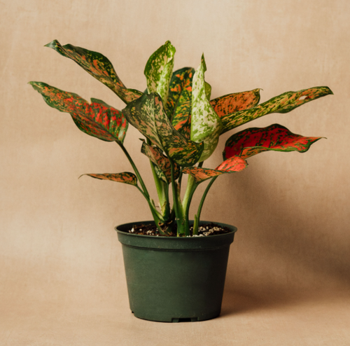 Aglaonema Wishes